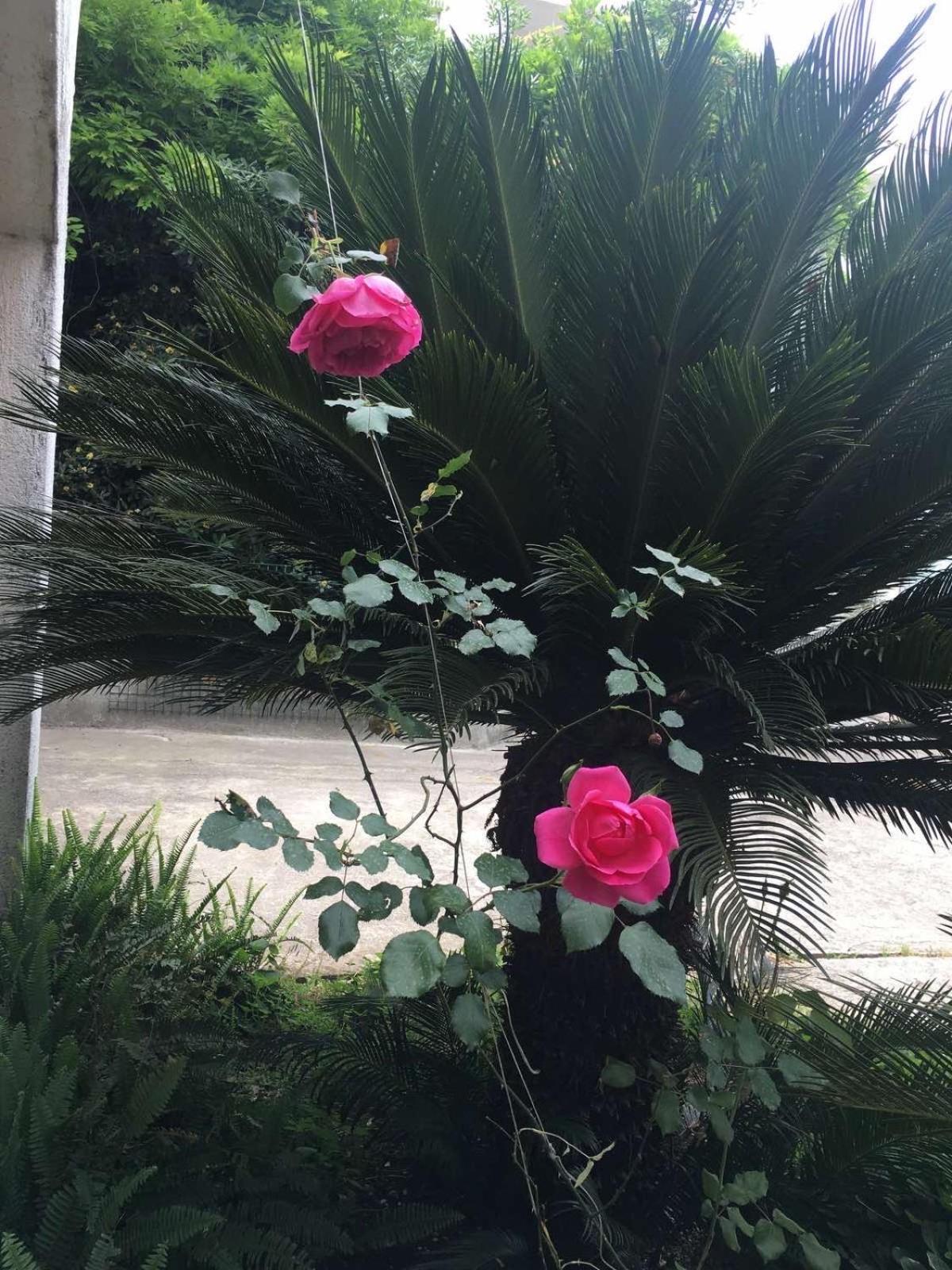 House Irena Otel Budva Dış mekan fotoğraf
